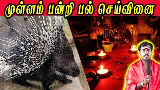 பன்றியின் பல் வைத்து செய்யும் செய்வினை பலன்கள் | Pandri Sevinai |  Sri Bagavathy Beedam | Amman