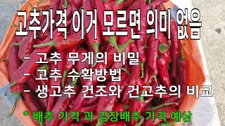 강릉 농산물 새벽시장 고추 시세 , 배추 가격Gangneung Agricultural Products Dawn Market강릉 핫플