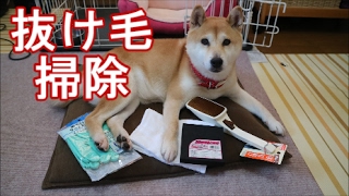 柴犬小春　第1回！どれが一番,犬の抜け毛を綺麗に掃除できるねん選手権