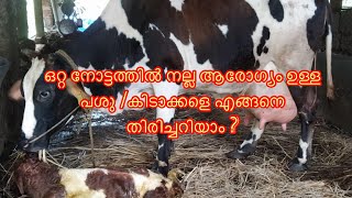 പുതുതായി ക്ഷീര മേഖലിയിലേക്ക് വരുന്നവർ അറിഞ്ഞിരിക്കേണ്ട 4 കാര്യങ്ങൾ | Topic Discussion  Episode:-1|