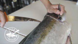 How-to: Filet a California Yellowtail