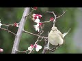 red breasted flycatcter オジロビタキのさえずり