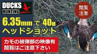 空気銃の威力 カモ猟 40m HeadShot！