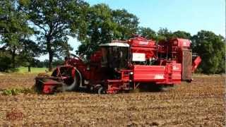 Potato Harvesting with Dewulf SP Harvester.