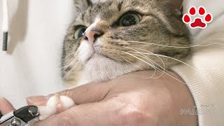 【楽ちん】飼主が嫌いで暴れる猫の爪を切る方法 【瀬戸のみみ日記】