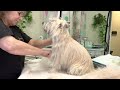 hand stripping a pet cairn terrier in the grooming salon.