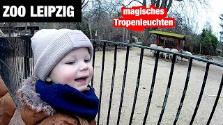 Zoobesuch in Leipzig - magisches Tropenleuchten