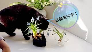 花與貓｜葡萄風信子桌花 Centerpiece with Muscari