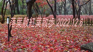 深大寺・神代植物公園の落葉敷紅葉散歩 2022.12.6