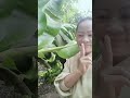 Kebun kecil ku di halaman rumah