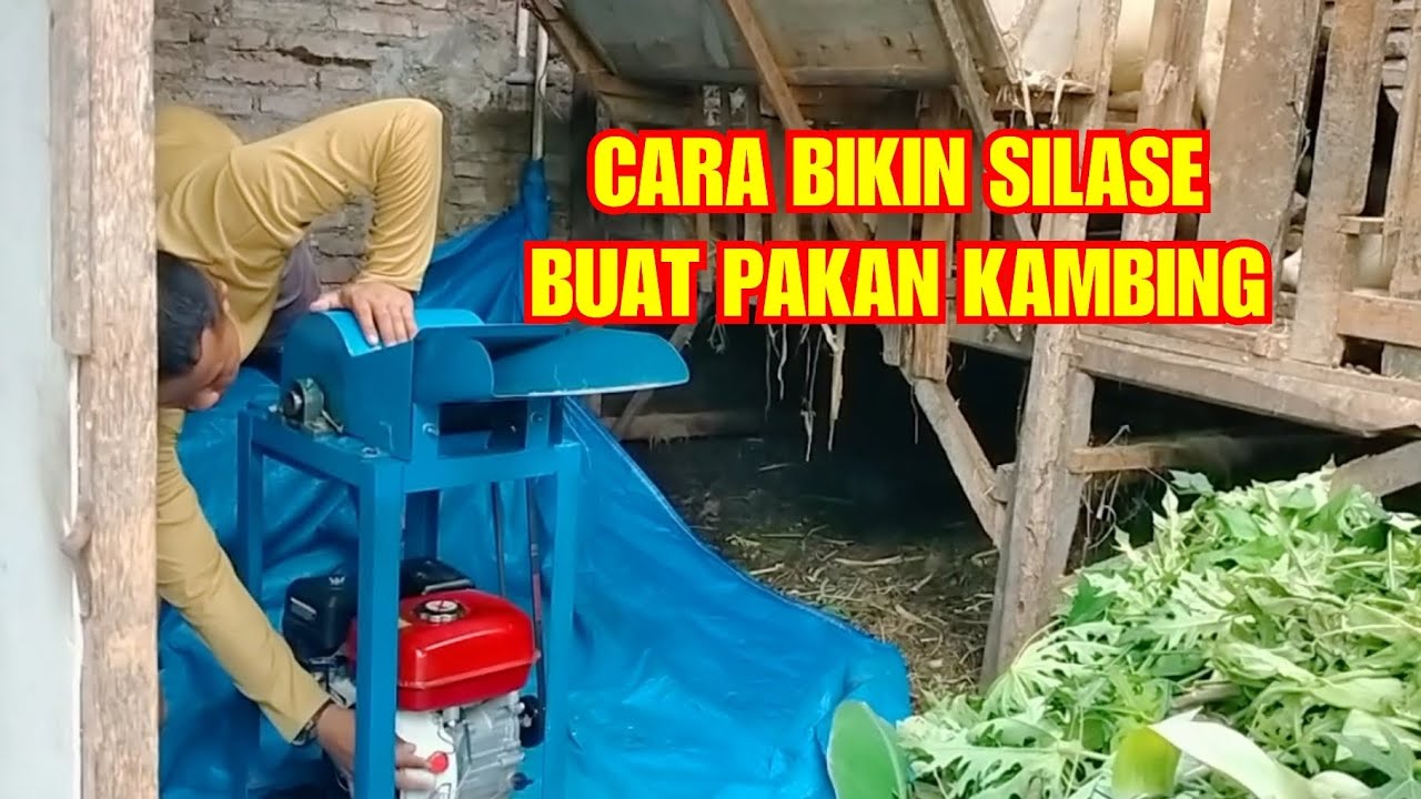 Cara Mudah Membuat Pakan Silase Untuk Kambing Dan Domba @purnomo6221 ...