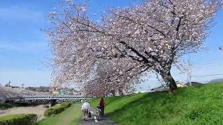 Cherry blossoms along the Asakawa River have already begun to fall on April 13, 2024