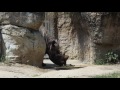 おはよう！ライ君 2017 06 15　天王寺動物園のクロサイ