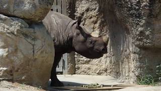 おはよう！ライ君 2017/06/15　天王寺動物園のクロサイ