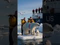 a touching story about sailors rescuing injured polar bears at sea