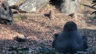 ハオコお父さんと遊びたいリキくん🦍【2022年12月16日】【上野動物園】ゴリラ