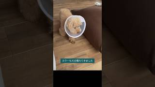 #shorts コアさん病院通い【犬角膜潰瘍】Koa goes to the hospital