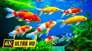 Dream Aquarium 4K UHD 🐙 Relax with Stunning Underwater Views🐠Colorful Coral Reef Fish in 4K Ultra HD