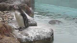 Penguins Bathing