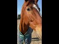 馬との絆【乗馬・馬術】bond with horse【horsecommunicationjapan】