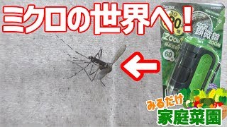 みるだけ整備部・ミクロの世界へハンディ顕微鏡を試してみた（蚊）