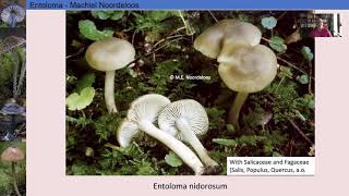 entoloma lecture3