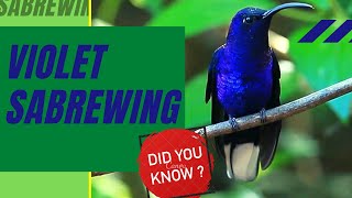 violet sabrewing facts 🦜 native to southern Mexico 🇲🇽 and Central America