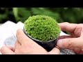 round moss bonsai made with teacup【bonsai diary 9 5】mini bonsai tea moss diy eos r5