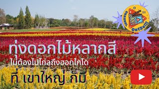 Cutze EP.11 : ทุ่งดอกไม้หลากสีสัน ไปกันเถอะเรา เขาใหญ่แค่นี้เอง (Flower Village)