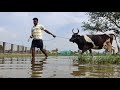 cow bath cow cleaning mattu pongal whatsapp status pongalo pongal women washing cow by soap