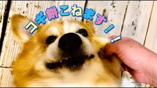 【DogHill】コギ餅こねてみた\u0026レナベビー成長日記【コーギーブリーダー】