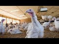 State officials: Bird flu found at 4th Indiana turkey farm