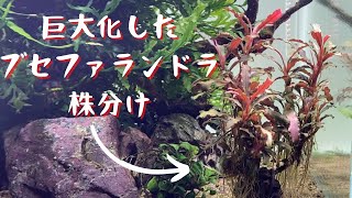 【総額いくら分？】巨大化したブセファランドラを株分け→ブセの楽園を作る/アクアリウム