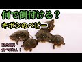 キボシベビーの餌付け！最初に何を与える？　〜かめぞー★ちゃんねる　201クラッチ目〜