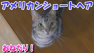 ３歳７ヵ月の猫さんおねだり（アメリカンショートヘア）