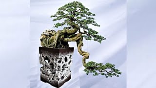 d i.y pot bonsai relief kotak