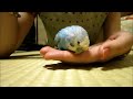 18歳8ヶ月インコの日常 daily life of 18 years u0026 8 months old budgie