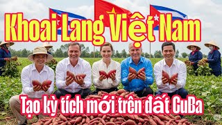 🇻🇳 Vietnamese Sweet Potatoes Help Cuba Revive: A Story That Makes the World Admire!