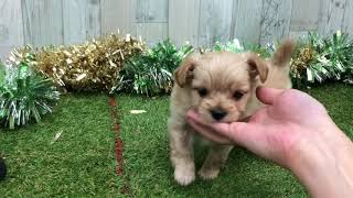 ペットショップ犬の家＆猫の里 イオン小牧店【生体番号　】【種類　】