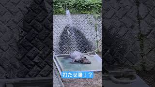 シャワーをお腹に当てながら寝てるサイさん！　#多摩動物公園　#インドサイ　　