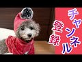 【節分】超簡単•犬用手作り恵方巻きの作り方🐶鬼ママと愛犬トルテが肉の恵方巻きを食らう💦【北北西】👹（トイプードルのtorte channel