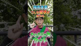 家庭菜園や農園のキュウリ栽培で梅雨時の管理の秘訣！キュウリの病気対策とキュウリの育て方！【農家直伝】 #shorts