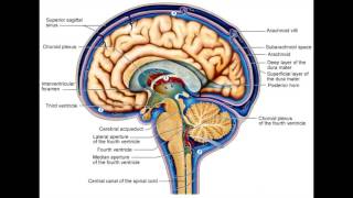 Neuroscience \u0026 Sleep: The Glymphatic System