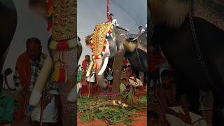 പാപ്പാന്റെ വിശ്വാസം കണ്ടോ #elephant #shorts #animals