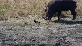 Djuma: Blacksmith Lapwing chick meets Impalas and Warthog - 11:50 - 06/27/19