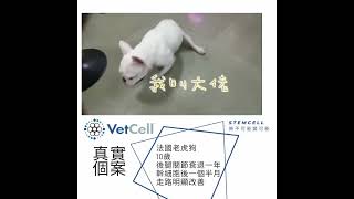 狗隻幹細胞真實個案 -  骨關節炎 Stem cell for Osteoarthritis