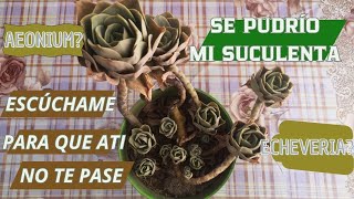 SUCULENTA PODRIDA CON EXCESO DE LLUVIA O RIEGO: COMO SALVARLA - Plantres #suculentas #succulents