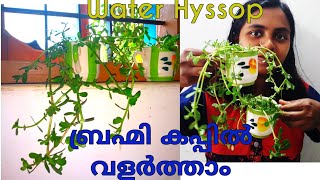 ബ്രഹ്മി ഇനി കപ്പിലും നടാം | Grow Water Hyssop plant in a waste Mug |Brahmi Medicine Cum Garden plant