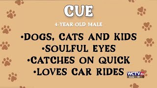 FURRY FRIDAY: Meet Cue