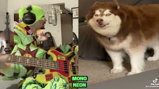 MonoNeon and a singing husky dog (Malamute)...